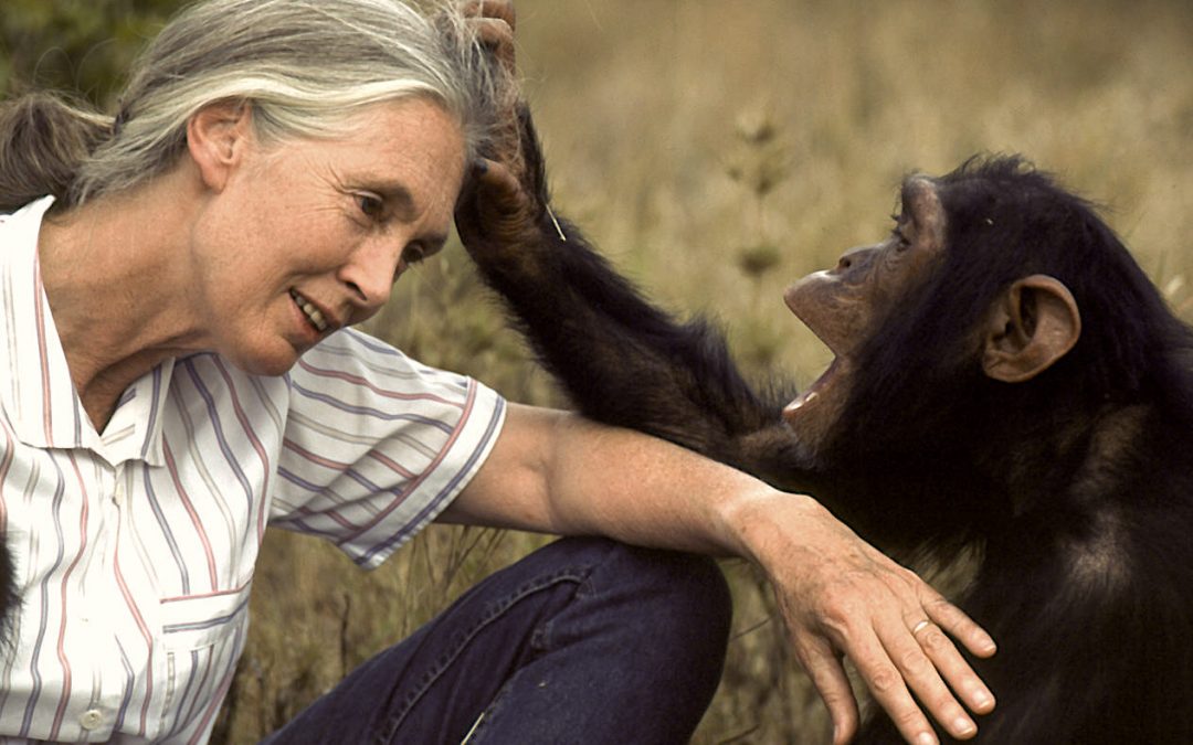 jane goodall