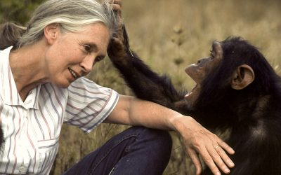 This brave woman is the world’s foremost on chimpanzees