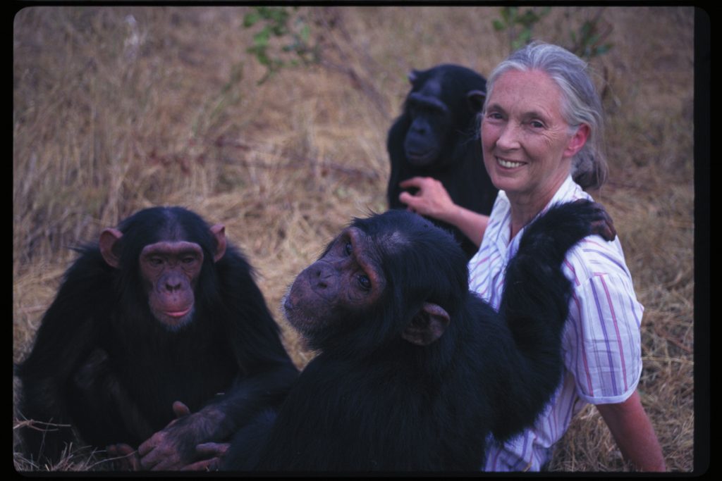 jane goodall