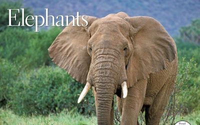 World Wide Fund for Nature, Together Possible