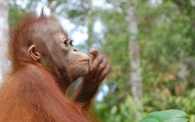 Orang Utan is critically endangered