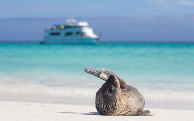 Galapagos Islands are the Best Choice for Eco Vacations
