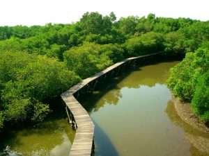mangrove tourism in indonesia
