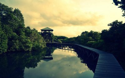 Mangrove Tourism in Indonesia with Astonishing view