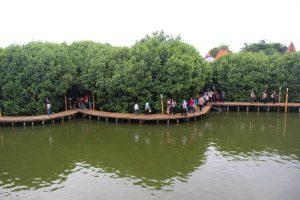 mangrove tourism in indonesia