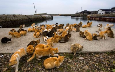 Visiting Aoshima Cat Island in Japan