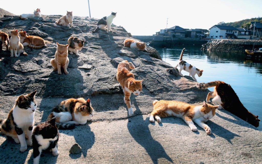 aoshima cat island in japan