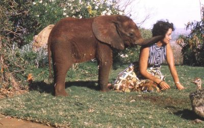 Daphne Sheldrick The Founder of Elephant orphanage dies, aged 83