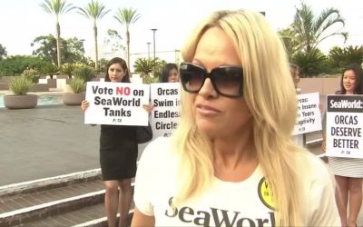 Pamela Anderson, an Actress and Enviromentalist