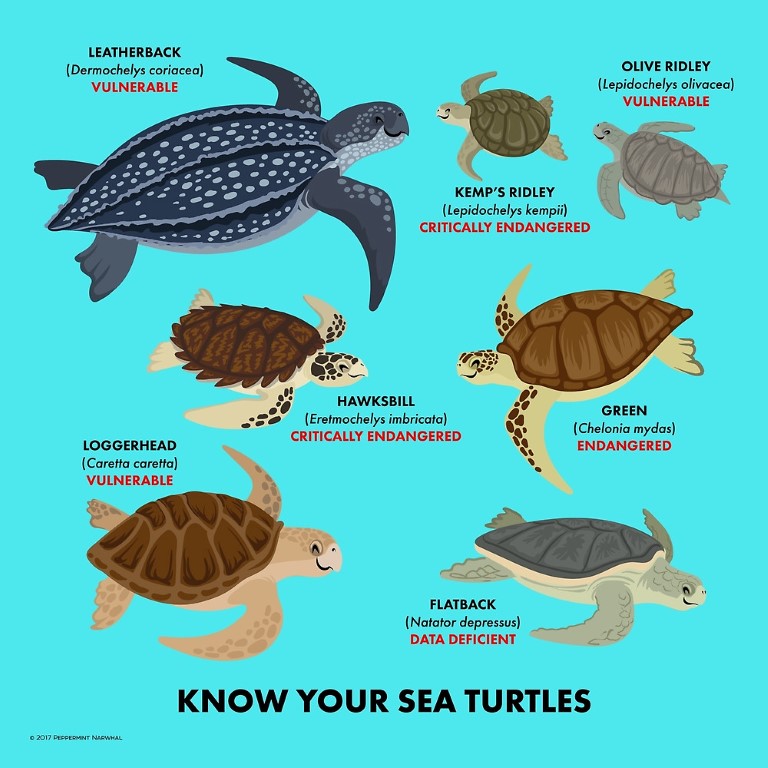 turtle species