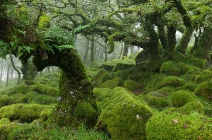 wistmans wood