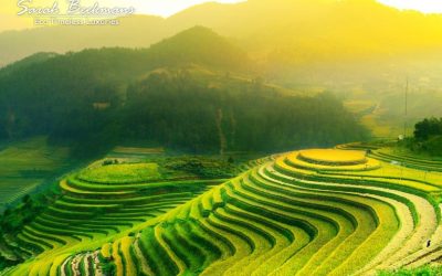 Inspired by the nature of rice field