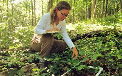 The Benefits of Preserving the Forest