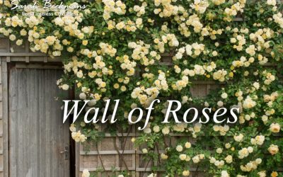 The Swooning roses and lush clematis looks so romantic and bring a relaxed charm to all the one whose seeing it.