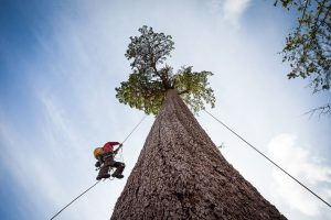 The Tallest Tree