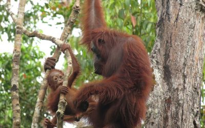 The Importance of Maintaining the Nature of Indonesia