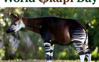 18 October – World Okapi Day