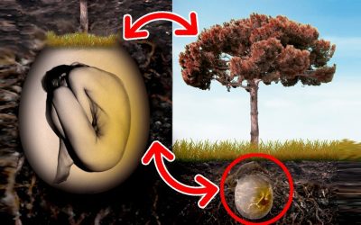 Natural burial has the Potential to Create a New Forest