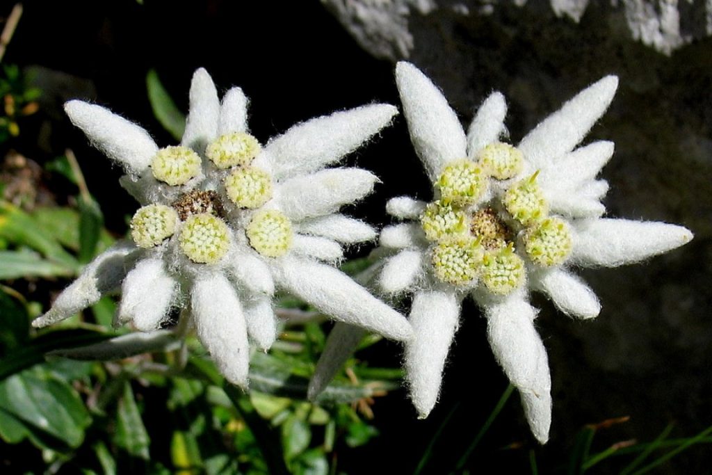 edelweiss flowers bunga edelweis