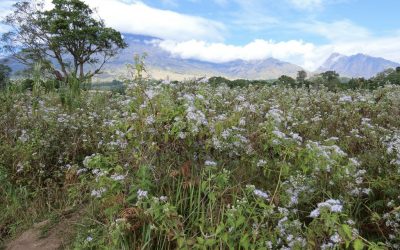 Where is the Most Beautiful Edelweiss Flower Garden in Indonesia?