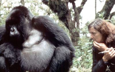 Dian Fossey Narrated Her Life With Gorillas